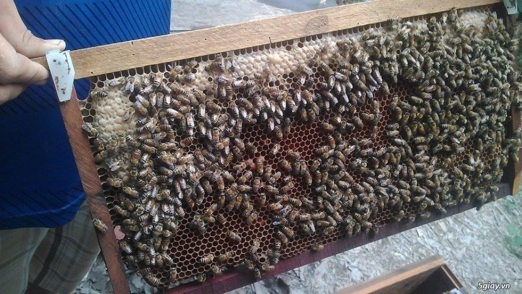 BÁN MẬT ONG NGUYEN CHAT,,,nuôi ông tại nhà vườn cây ăn trái(chợ lách...BẾN TRE ) - 4