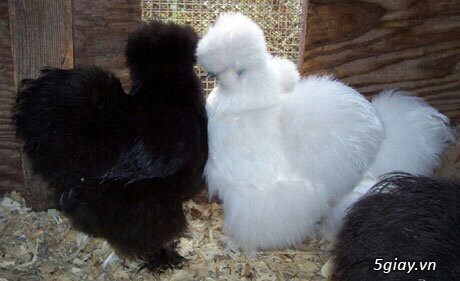gà lông xù lai chó lai thỏ - 1