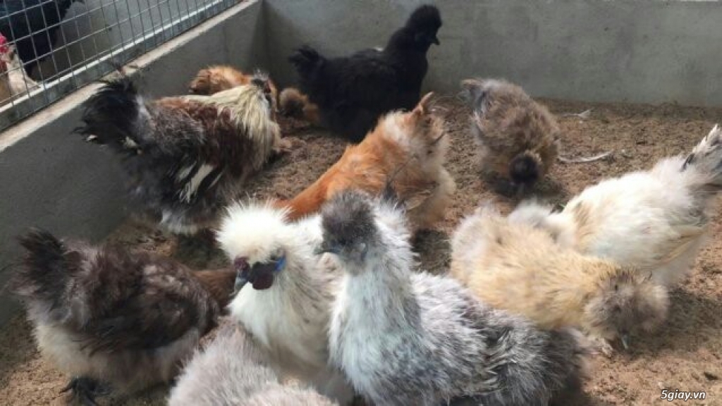 gà lông xù lai chó lai thỏ
