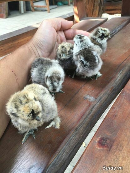 gà lông xù lai chó lai thỏ - 3