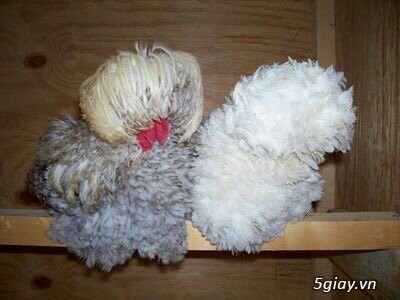 gà lông xù lai chó lai thỏ - 2