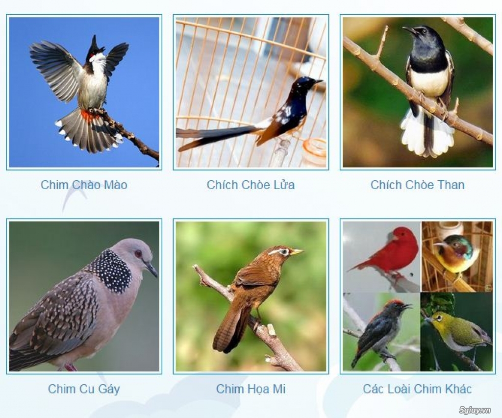 Tổng hợp hình ảnh chim Họa Mi đẹp nhất - Chim cảnh