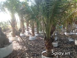 cung cấp dưà kiểng cho sân vườn và công trình