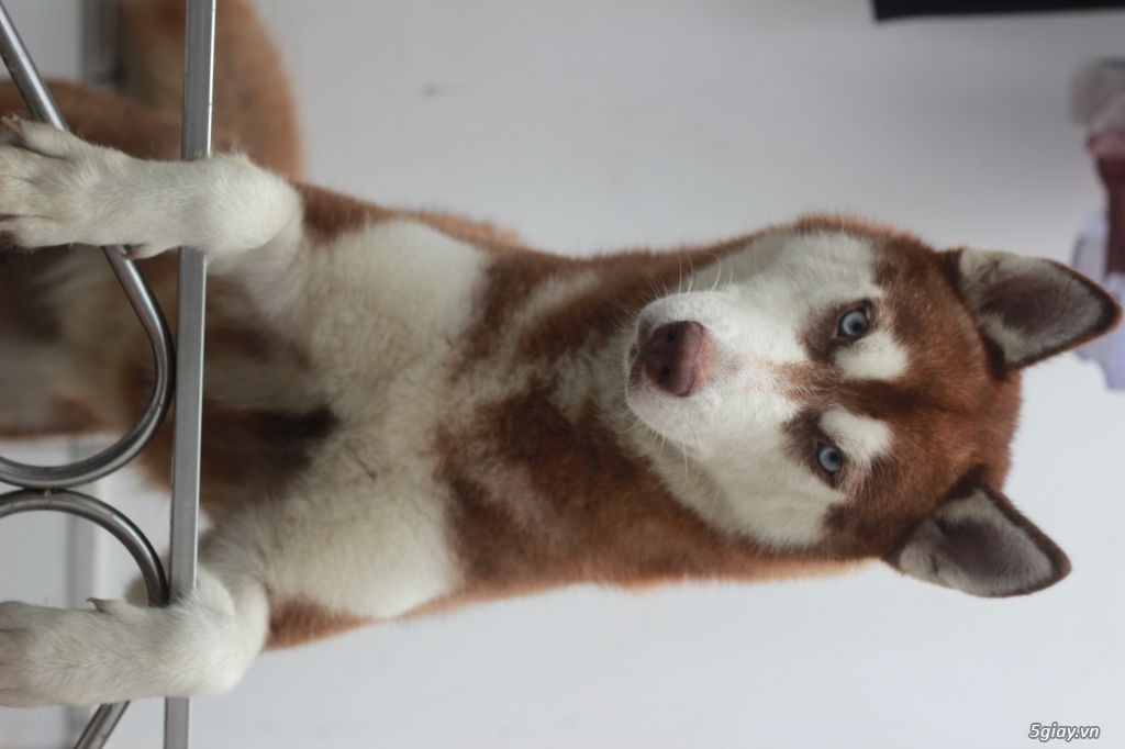 Chó Husky Nâu Đỏ thuần chủng - 1