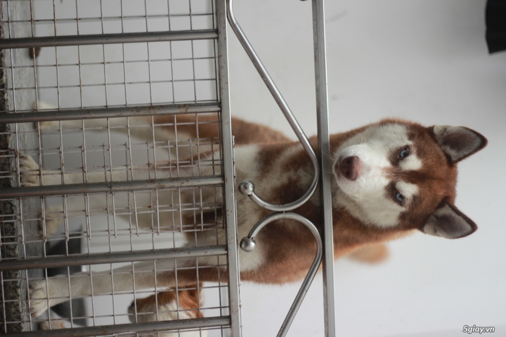 Chó Husky Nâu Đỏ thuần chủng - 4