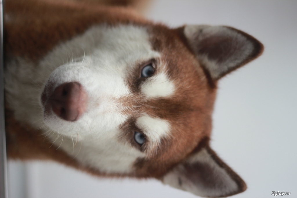 Chó Husky Nâu Đỏ thuần chủng - 2