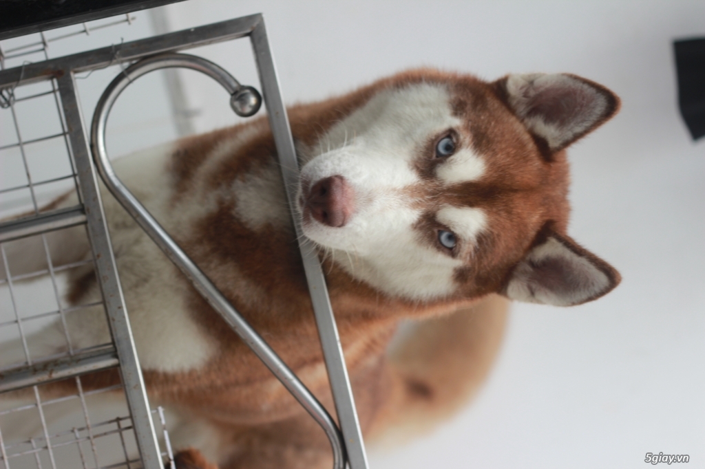 Chó Husky Nâu Đỏ thuần chủng