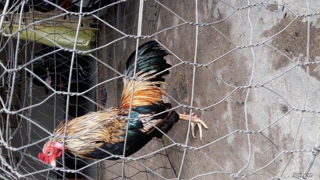 ga tre to moi up boi