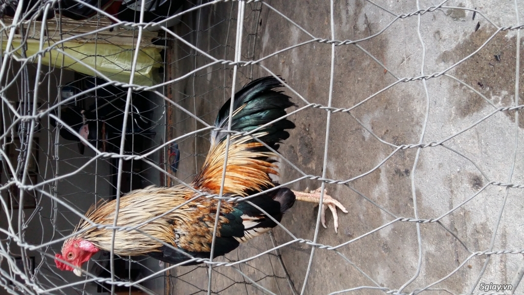 ga tre to moi up boi - 3