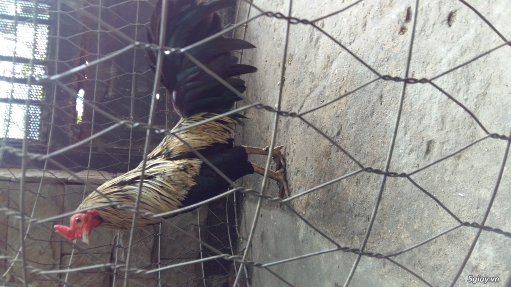 ga tre to moi up boi - 1