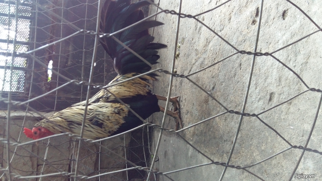 ga tre to moi up boi - 2