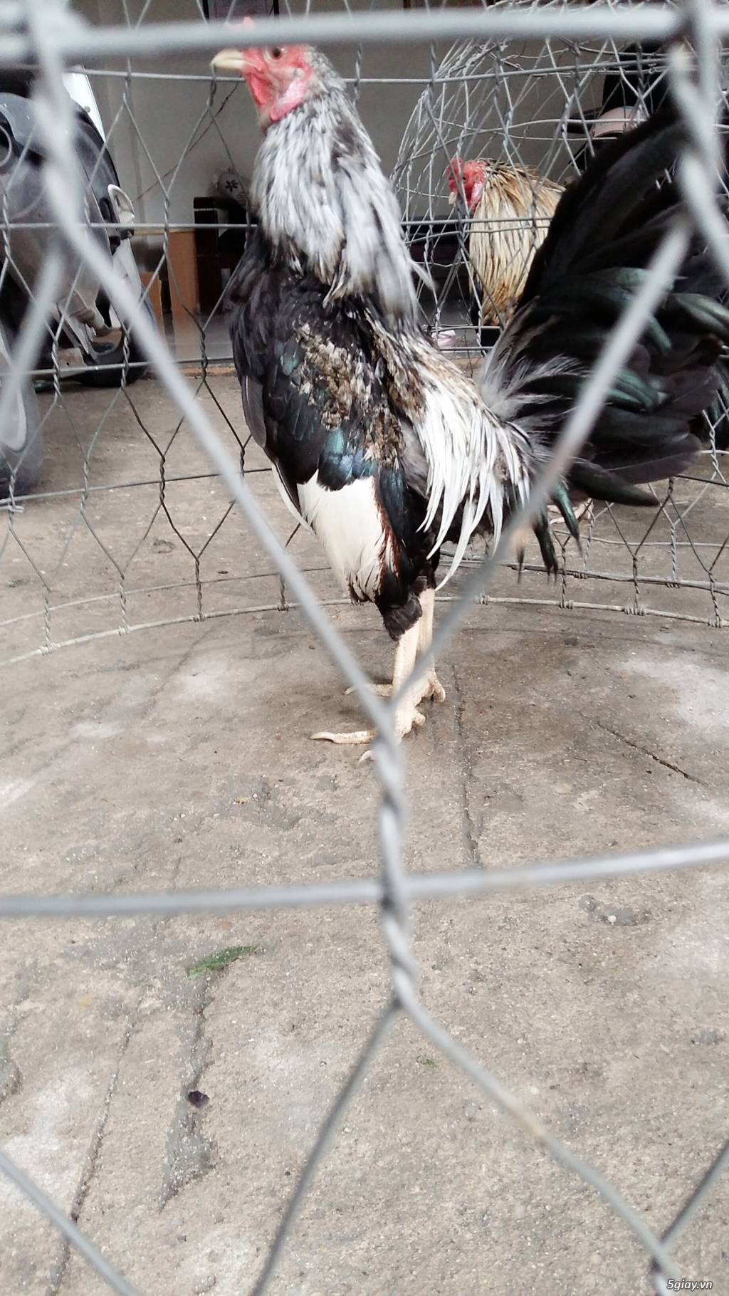 ga tre to moi up boi