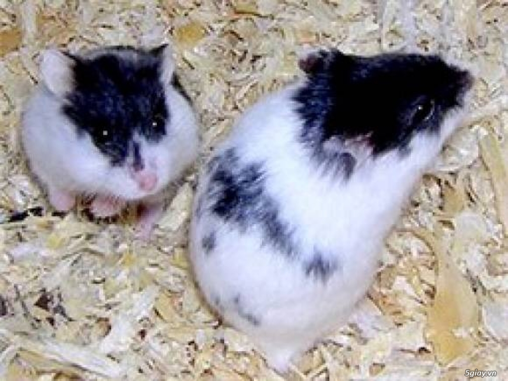 Thu mua Hamster nhiều chủng loài với số lượng lớn