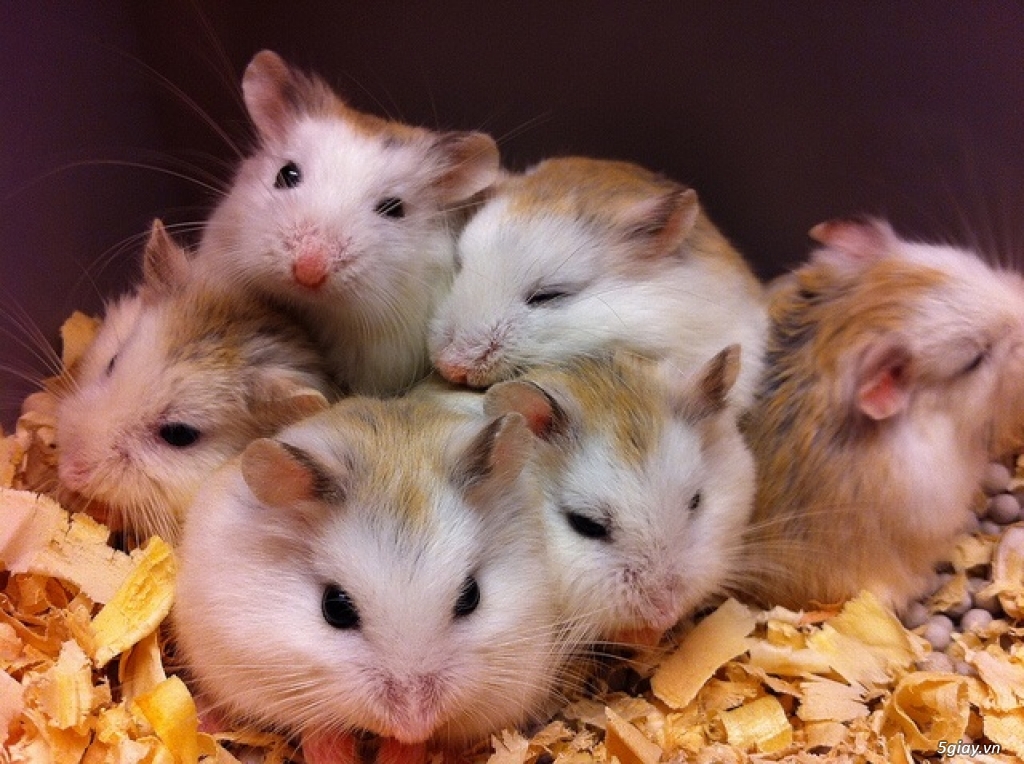 Thu mua Hamster nhiều chủng loài với số lượng lớn - 2