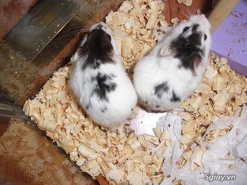 Thu mua Hamster nhiều chủng loài với số lượng lớn - 1