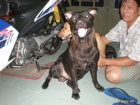 Chó Phú quốc thuần chủng hà tiên- kiên giang - 2