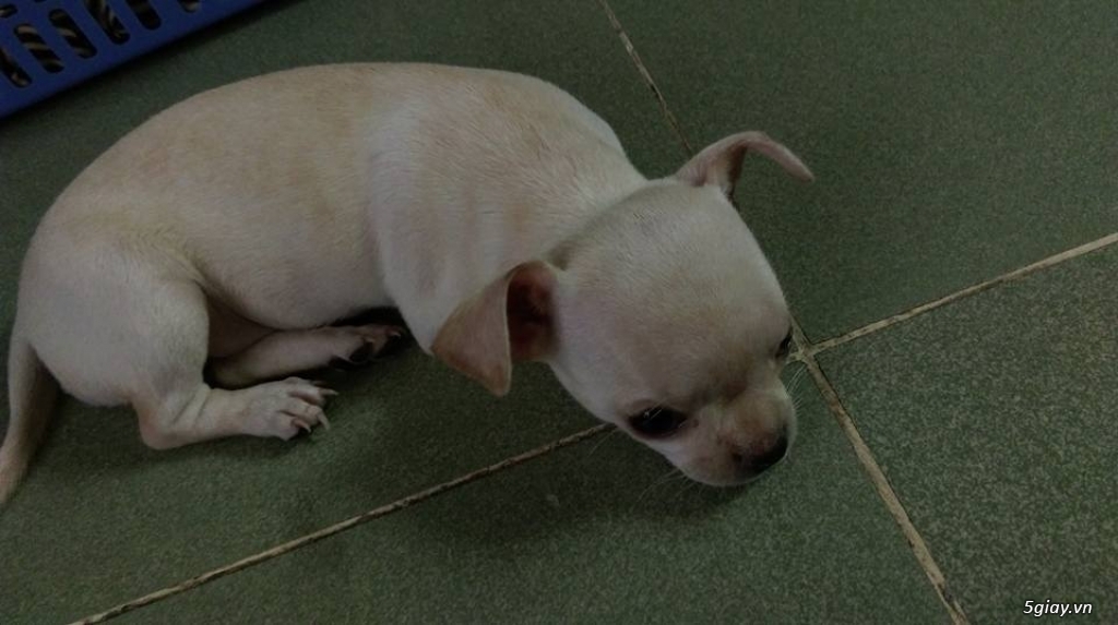 Bé chó Chihuahua 1,5 tháng tuổi, đã tiêm chích, hình thật 100%