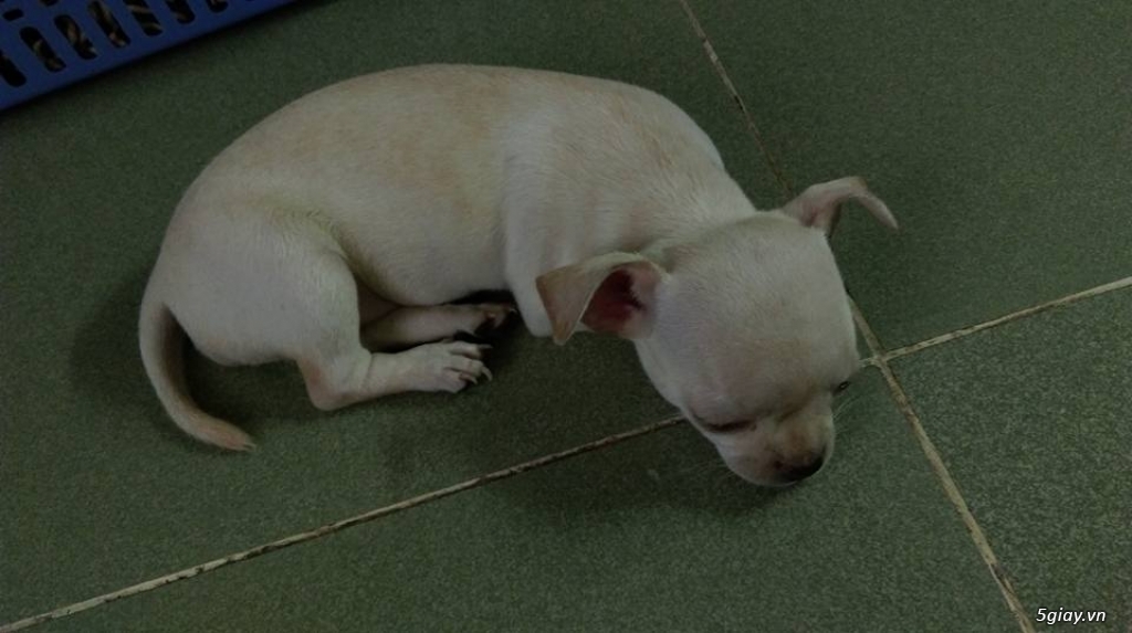 Bé chó Chihuahua 1,5 tháng tuổi, đã tiêm chích, hình thật 100% - 2