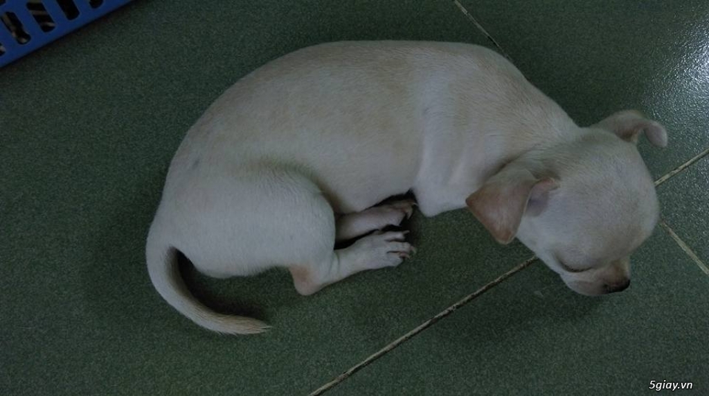 Bé chó Chihuahua 1,5 tháng tuổi, đã tiêm chích, hình thật 100% - 1