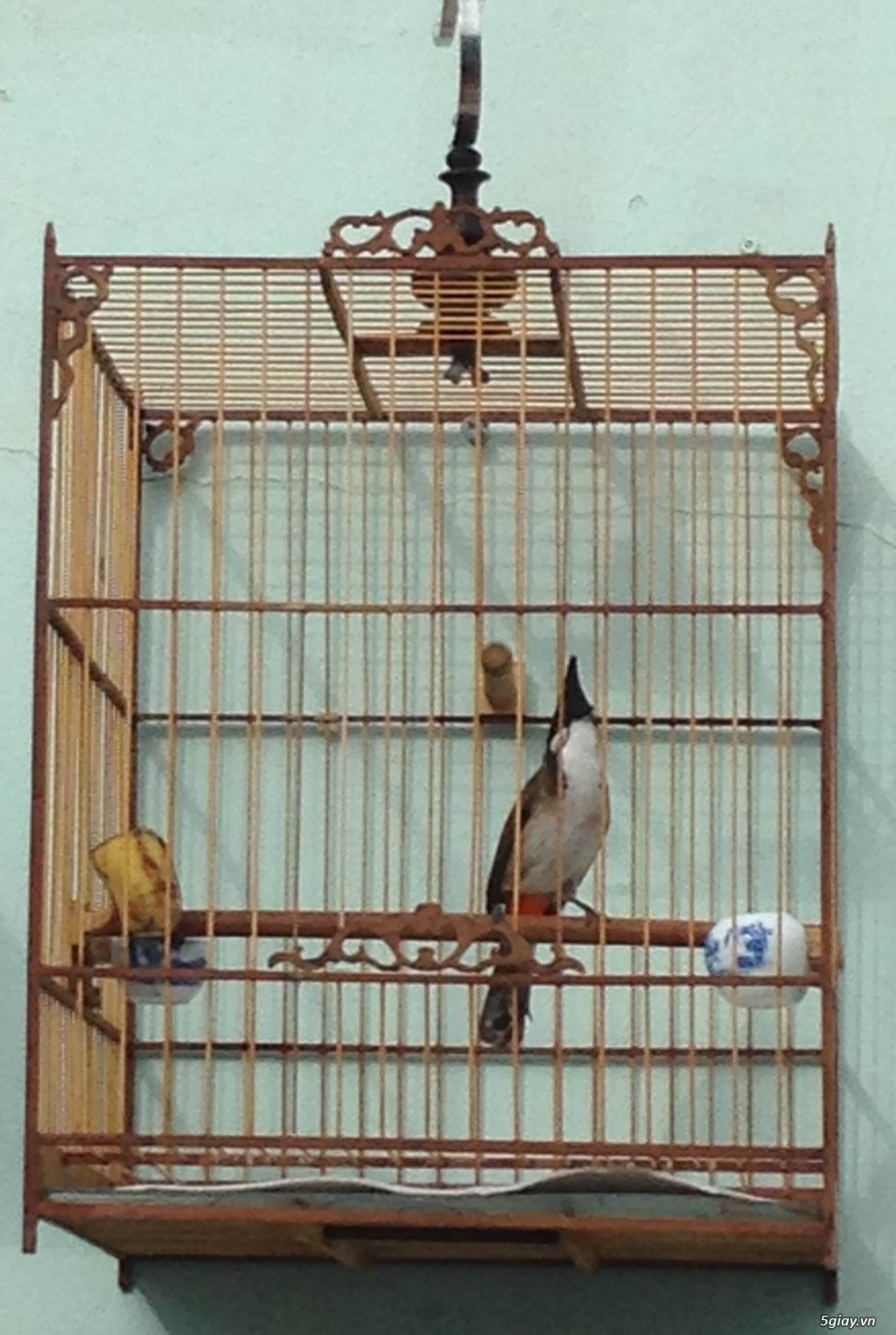 Lịch sử giá Cám chim chào mào dưỡng birdfoods - 200g - đang giảm ₫3,000  tháng 7/2023 - BeeCost