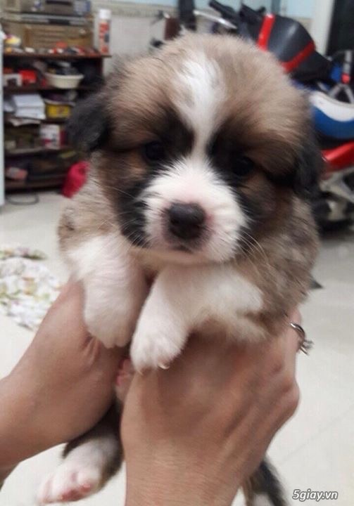 Tân Bình - Bán chó Nhật con 1 tháng đẹp giá tốt