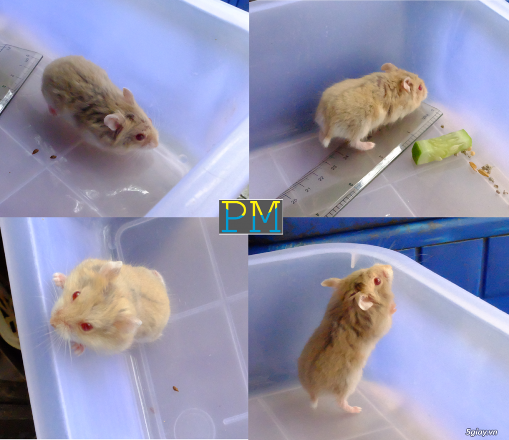 Hamster thuần chủng, rõ nguồn gốc, nhiều màu đẹp và lạ. Giao hàng tận nhà - 3