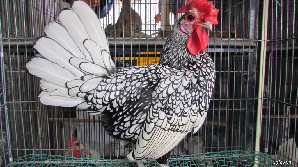 Trại gà kiểng gồm các giống gà ngoại nhập: Serama,Rosecomo,Ba Lan Sư Tử,Phoenix,Sikie,Vảy cá,gà Thái - 26