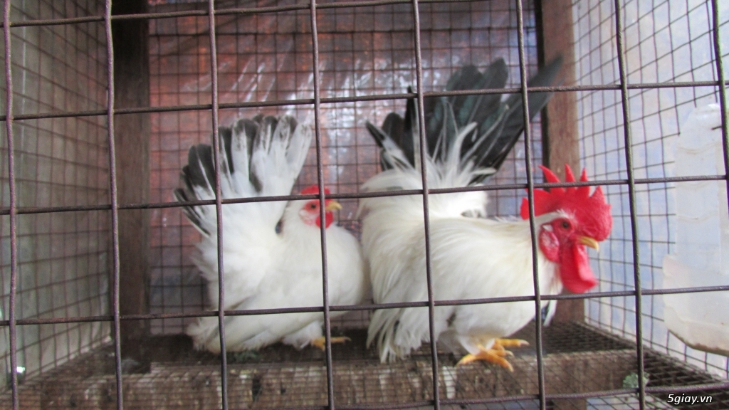 Trại gà kiểng gồm các giống gà ngoại nhập: Serama,Rosecomo,Ba Lan Sư Tử,Phoenix,Sikie,Vảy cá,gà Thái - 33
