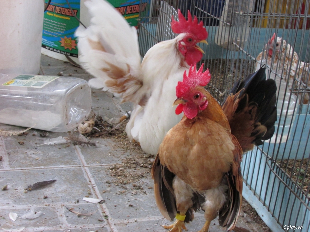 Trại gà kiểng gồm các giống gà ngoại nhập: Serama,Rosecomo,Ba Lan Sư Tử,Phoenix,Sikie,Vảy cá,gà Thái - 5