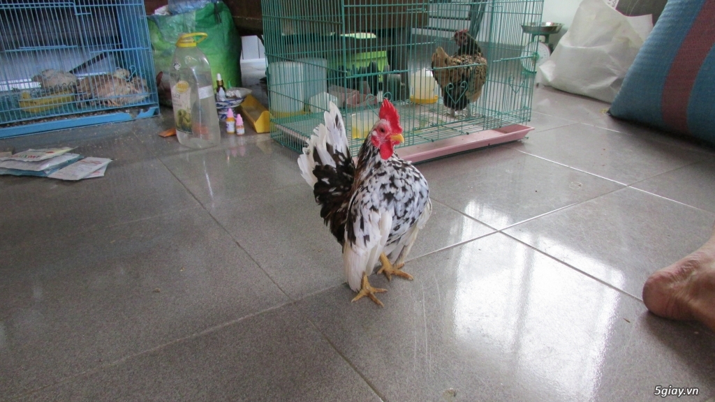 Trại gà kiểng gồm các giống gà ngoại nhập: Serama,Rosecomo,Ba Lan Sư Tử,Phoenix,Sikie,Vảy cá,gà Thái - 3