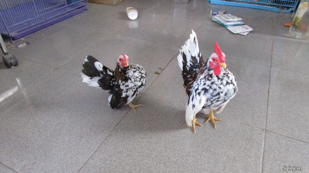 Trại gà kiểng gồm các giống gà ngoại nhập: Serama,Rosecomo,Ba Lan Sư Tử,Phoenix,Sikie,Vảy cá,gà Thái - 2