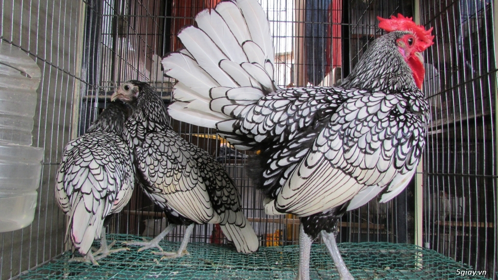 Trại gà kiểng gồm các giống gà ngoại nhập: Serama,Rosecomo,Ba Lan Sư Tử,Phoenix,Sikie,Vảy cá,gà Thái - 28