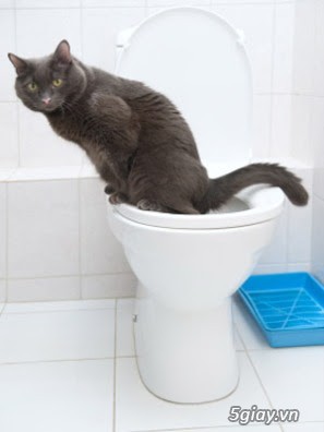 Cách huấn luyện mèo, chó nhỏ tự đi vệ sinh vào toilet - 4