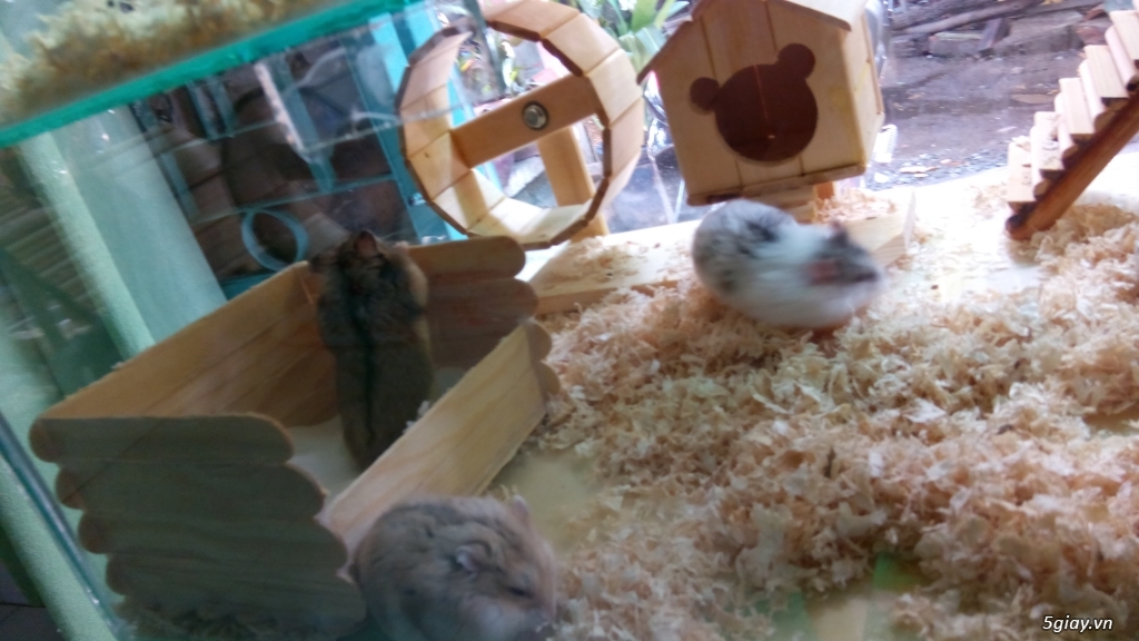 thanh lý 1 bầy hamster 9 con, cả chuồng nuôi và đủ phụ kiện gỗ cực đẹp - 1