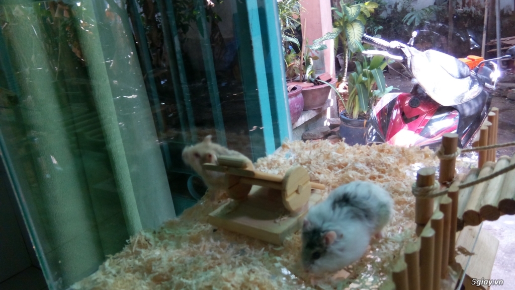 thanh lý 1 bầy hamster 9 con, cả chuồng nuôi và đủ phụ kiện gỗ cực đẹp - 7