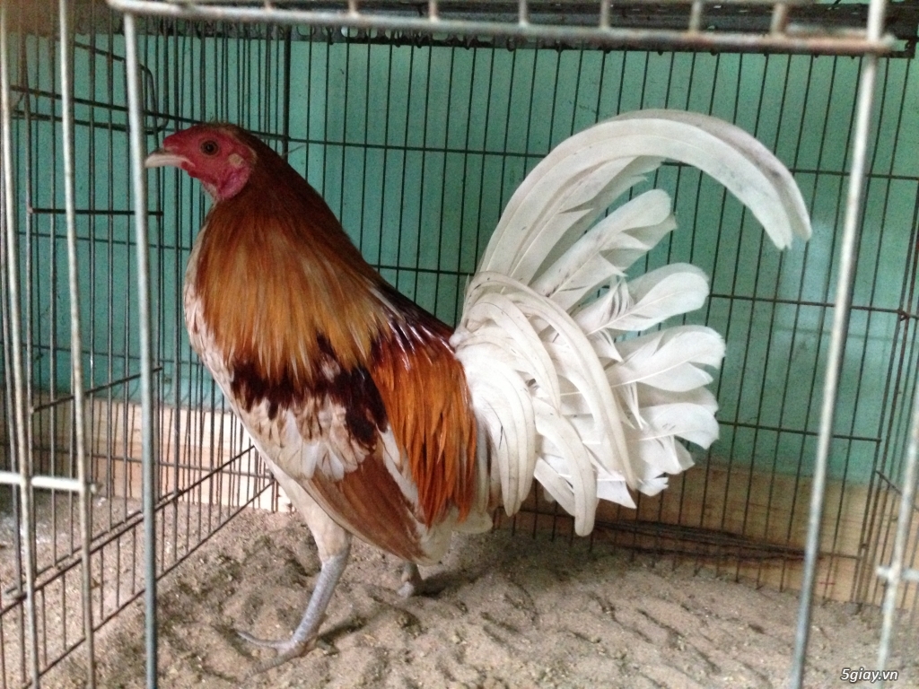 Gà tre bướm con mỹ rặc dòng HATCH - 3