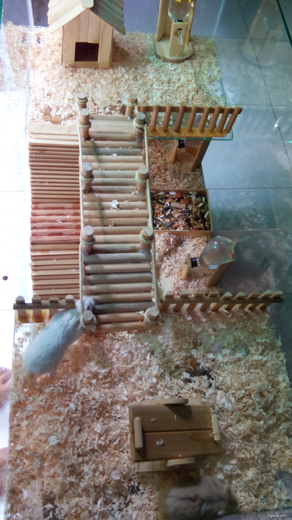 thanh lý 1 bầy hamster 9 con, cả chuồng nuôi và đủ phụ kiện gỗ cực đẹp - 4