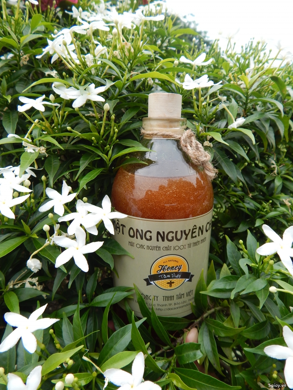 DƯỠNG TRẮNG DA BẰNG SỮA ONG CHÚA TƯƠI NGUYÊN CHẤT - 1