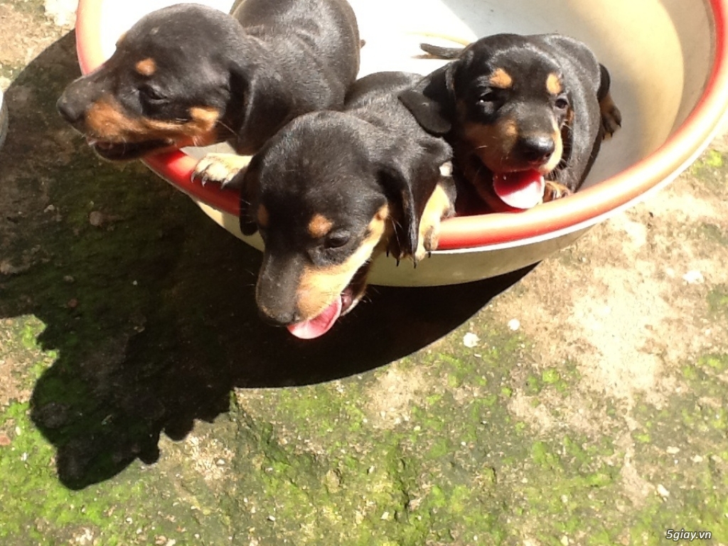 Chó lạp xưởng,tackel,dachshund quận Qò Vấp