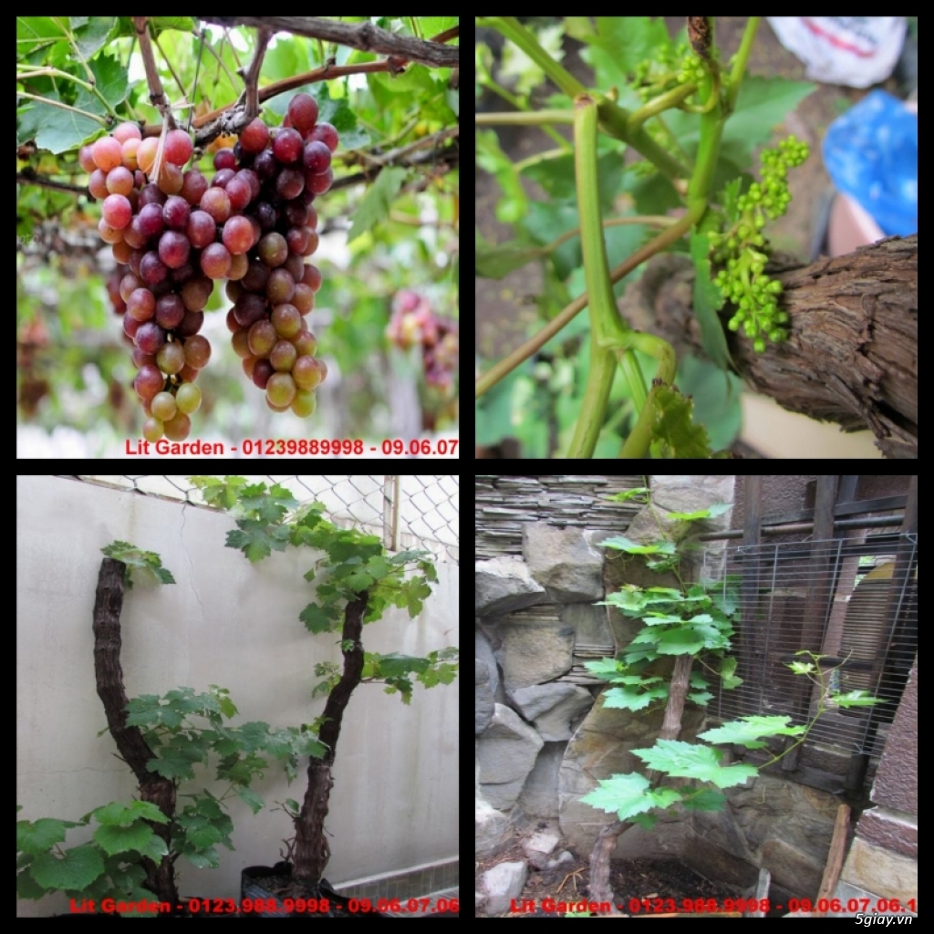Lit Garden – Chuyên cây độc lạ hot, cây ăn trái, cây gia vị, cây thuốc và sâm !!! - 18
