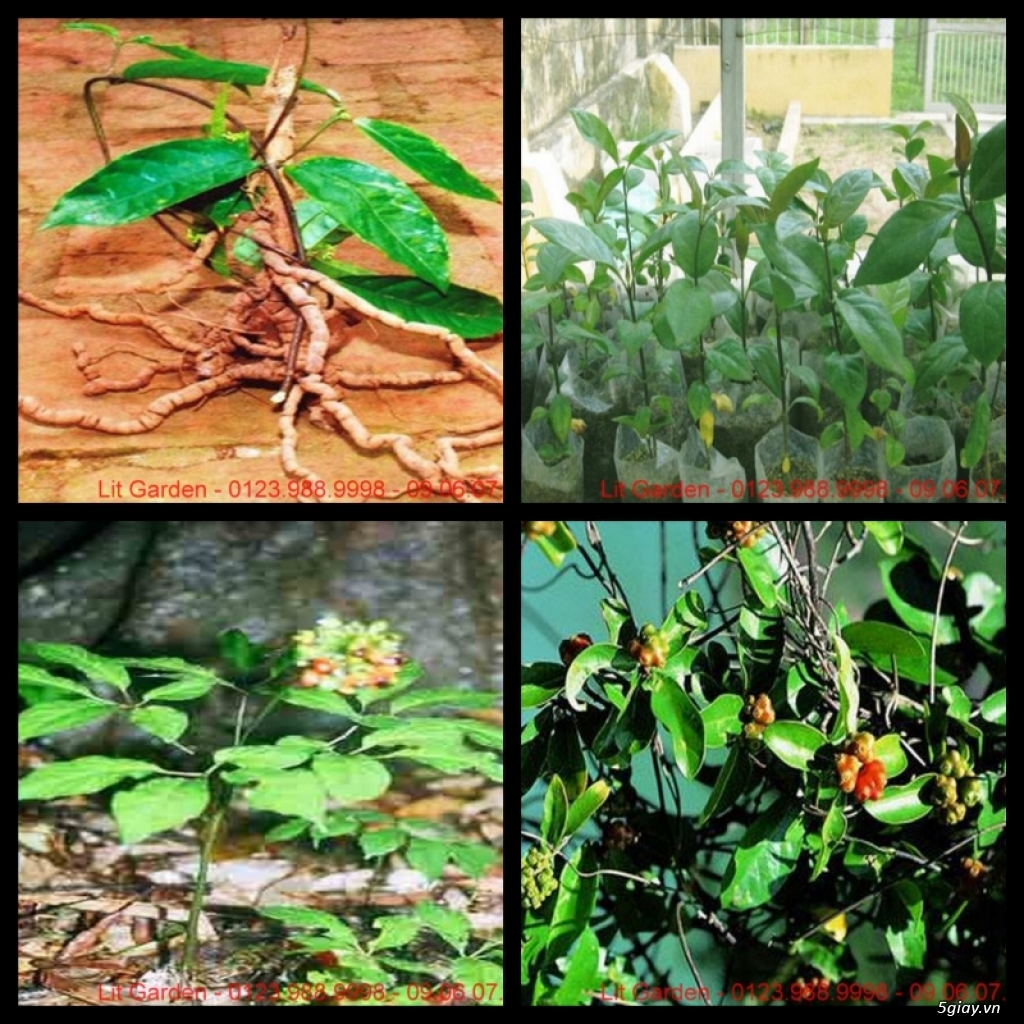 Lit Garden – Chuyên cây độc lạ hot, cây ăn trái, cây gia vị, cây thuốc và sâm !!! - 39