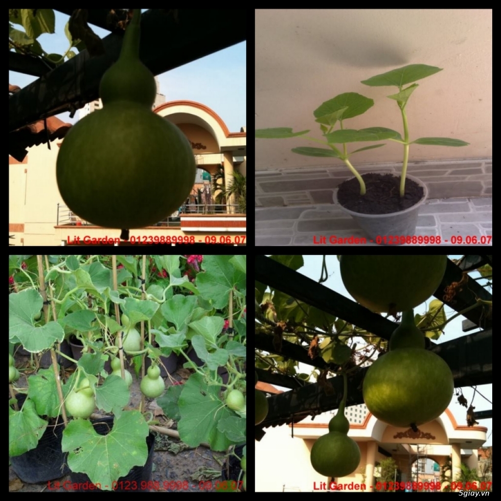 Lit Garden – Chuyên cây độc lạ hot, cây ăn trái, cây gia vị, cây thuốc và sâm !!! - 27