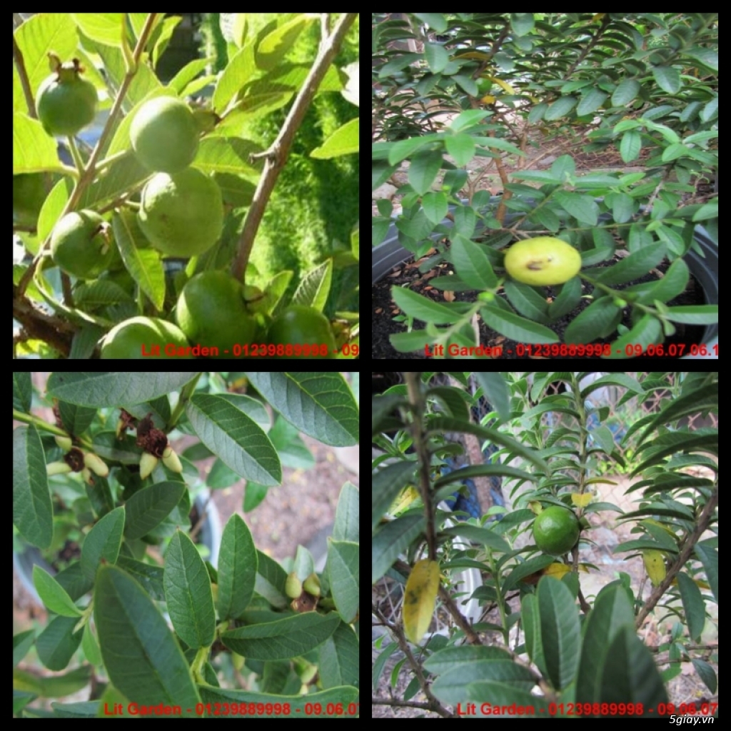 Lit Garden – Chuyên cây độc lạ hot, cây ăn trái, cây gia vị, cây thuốc và sâm !!! - 25