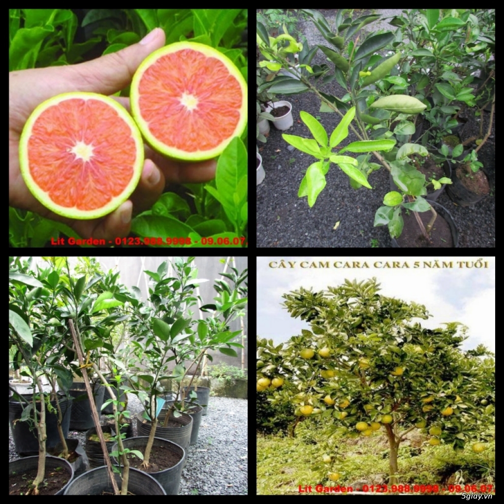 Lit Garden – Chuyên cây độc lạ hot, cây ăn trái, cây gia vị, cây thuốc và sâm !!! - 13