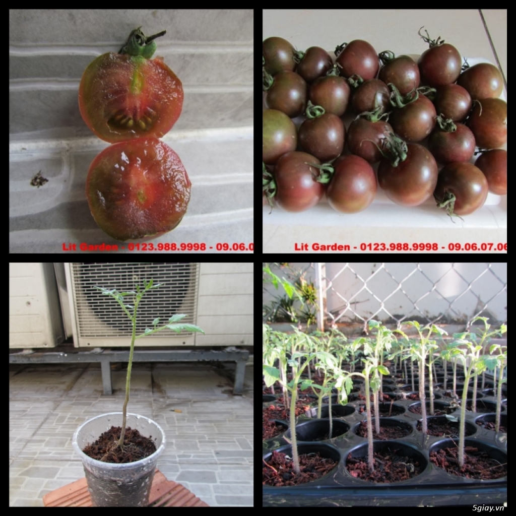 Lit Garden – Chuyên cây độc lạ hot, cây ăn trái, cây gia vị, cây thuốc và sâm !!! - 3