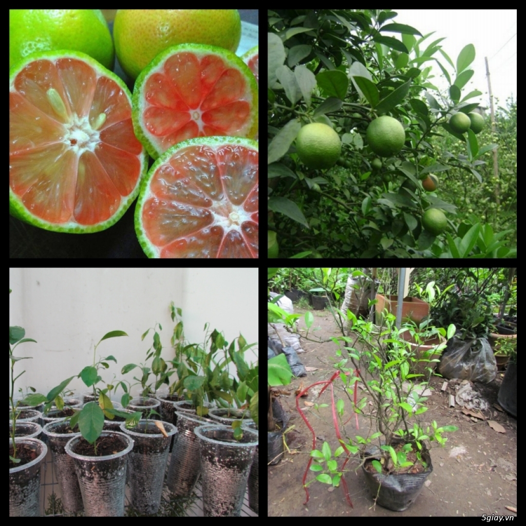 Lit Garden – Chuyên cây độc lạ hot, cây ăn trái, cây gia vị, cây thuốc và sâm !!! - 6