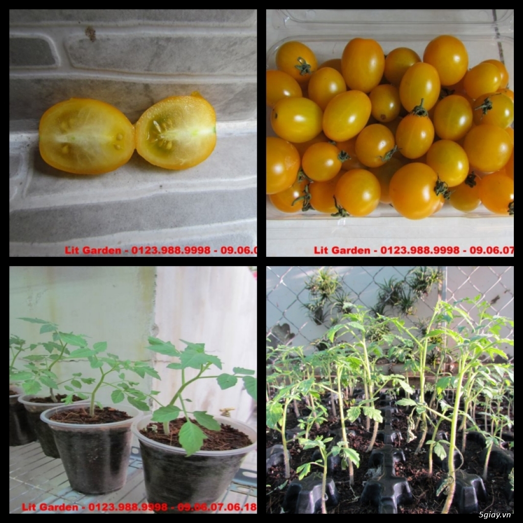 Lit Garden – Chuyên cây độc lạ hot, cây ăn trái, cây gia vị, cây thuốc và sâm !!! - 4