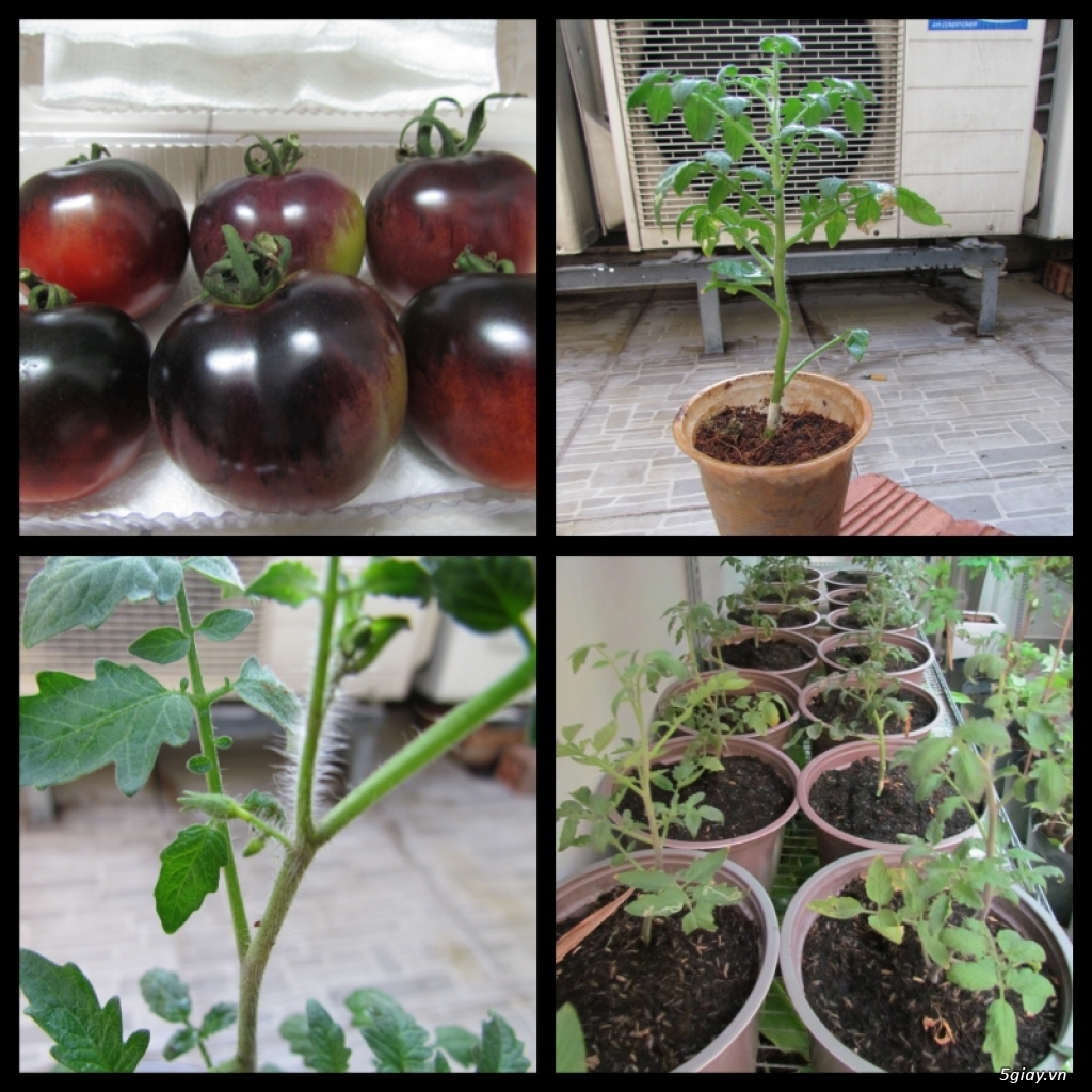 Lit Garden – Chuyên cây độc lạ hot, cây ăn trái, cây gia vị, cây thuốc và sâm !!! - 2