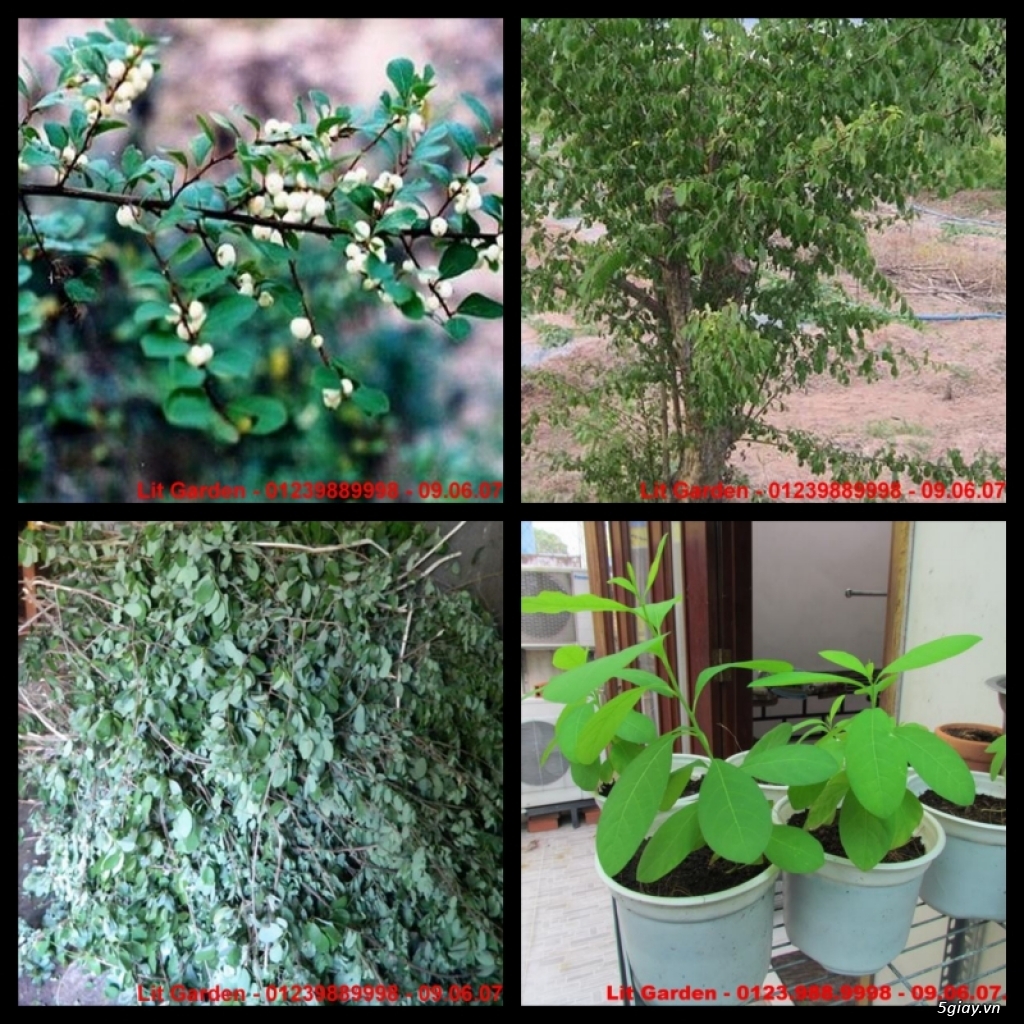 Lit Garden – Chuyên cây độc lạ hot, cây ăn trái, cây gia vị, cây thuốc và sâm !!! - 44