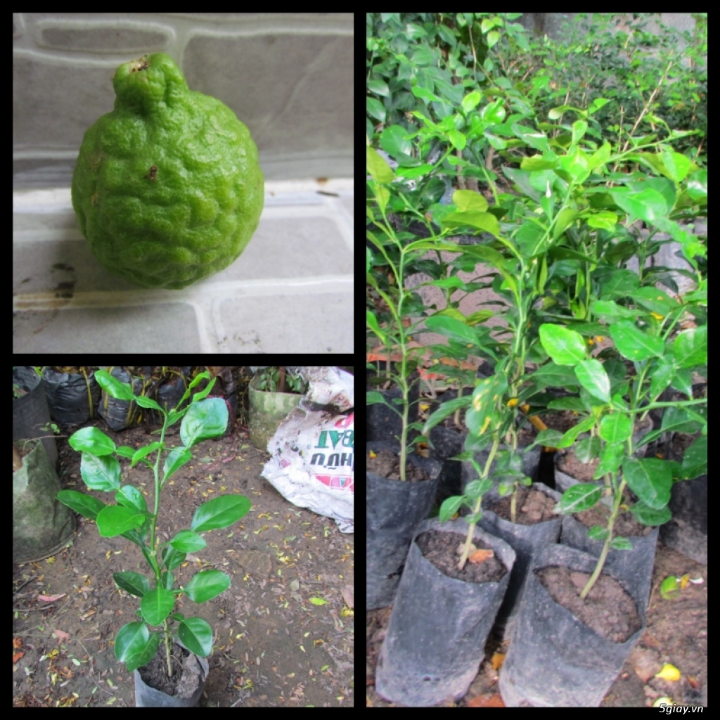 Lit Garden – Chuyên cây độc lạ hot, cây ăn trái, cây gia vị, cây thuốc và sâm !!! - 5